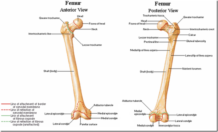 My Journey to becoming a Fitness Professional: Origin/Insertion of